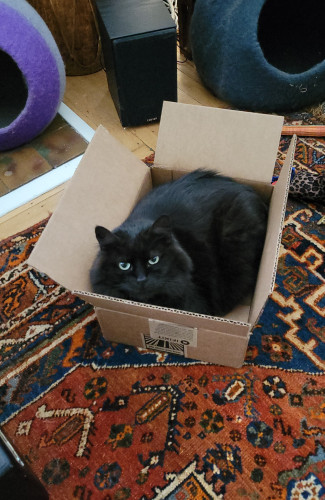 Black Manx cat laying in a small cardboard shipping box, which is itself laying on a Persian rug. The cat is looking up at the camera from a middle distance. 
