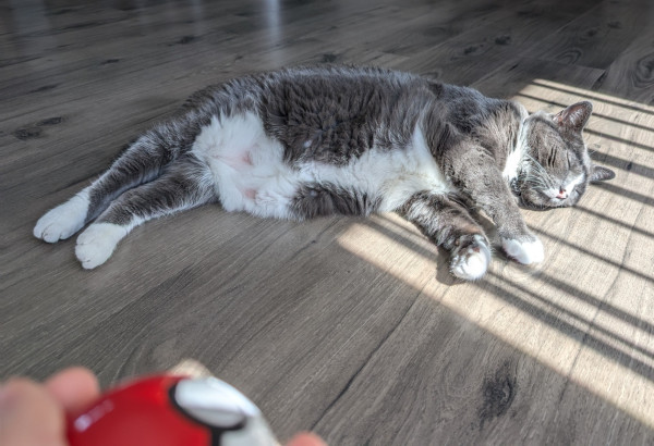 Grey and white cat sleeping in the sun, me with child's pokeball in foreground