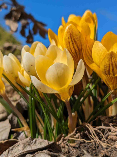 Low angle closeup photo of yellow crocuses in bloom.