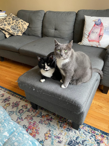 Fishy (tuxedo cat) and Ruby (grey and white cat) happily sitting on the couch they have scratched the heck out of, both looking at the camera.