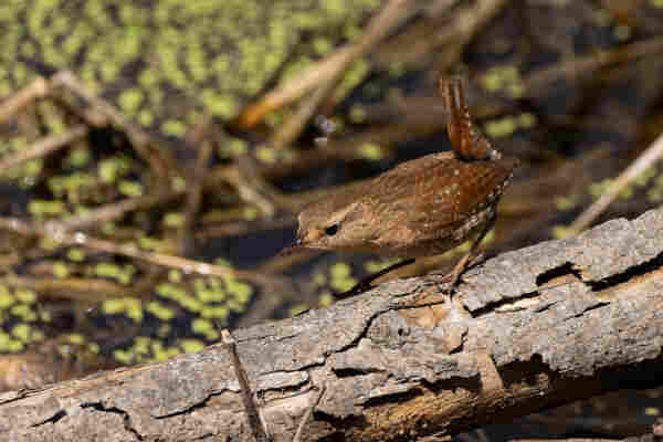 a wren crouching low as if they are searching for something on a log in front of a messy pond covered in duckweed and grasses. they are a small brown bird with a thin beak, a stiff upright tail, and little white dots on their body