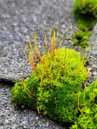 A clump of moss on an asphalt shingle roof. It is vividly green, with star shaped bundles of leaves. Here and there, thin appendages pop out grading from orange to yellow to lime green, with cattail like bodies (spores?) on the ends
