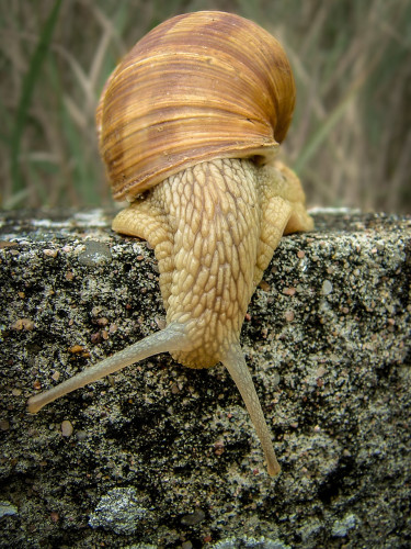 A Roman snail crawls down a stone with its antennae stretched out wide.