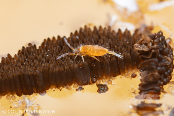 Slender, dull yellow arthropod on a raft composed of hundreds of dark brown, cylinder-like eggs floating on water.