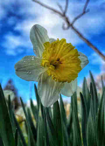 A single daffodil flower in full bloom, with white petals and a yellow center cup, facing toward the morning sky. There are a few water droplets on the petals. Thin, green, daffodil leaves in the lower part of the photo, and blue sky with a few puffy clouds blurred in the background behind the flower.