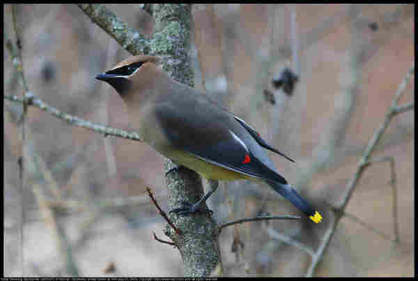 A Cedar Waxwing (Bombycilla cedrorum) was standing on a small branch in Norman, Oklahoma, United States on February 15, 2024.