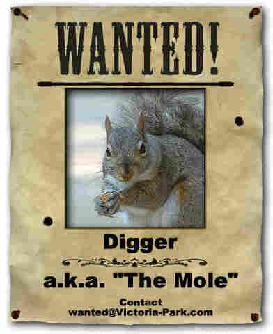 Picture a grey squirrel shown on a wanted poster.
The caption reads:
“WANTED!
Digger
a.k.a. "The Mole"
Contact
wanted@Victoria-Park.com”