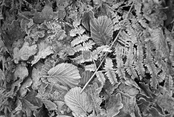 Dead leaves lying on the ground, including alder and oak leaves, and a bracken frond. Black and white photo.