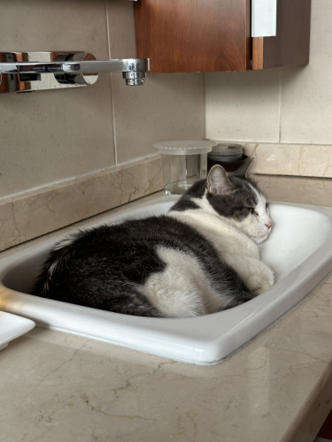 A white and grey cat curled inside the bathroom sink 