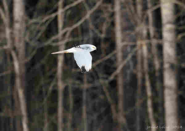 A male Pallid Harrier flying low against a backdrop of leafless trees, South of Finland.