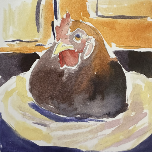 Portrait of a brown hen