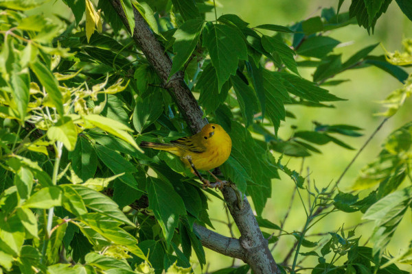 an aptly named Yellow Warbler standing in a small green leafy tree with its head cocked to the side and staring straight ahead. they have shiny black eyes on either side of a little black beak on a vibrantly yellow face. their belly is also bright yellow with little streaks of reddish brown. their wings and tail are yellow green with streaks of black.