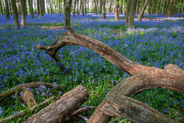 A carpet of bluebells with a fallen tree in the foreground arching up and into the centre of the frame. The light is coming from the right.