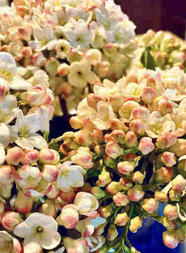 Snowball bush flower clusters