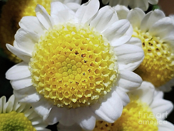 A close-up shows a vibrant white and yellow daisy with prominent petals and a detailed, textured center. Surrounding flowers are slightly out of focus, drawing attention to the sharpness of the main flower.
