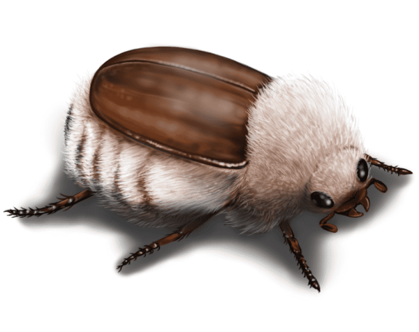 Rather realistic drawing of a big, "zoomed" beetle with dense fluffy beige "fur" on its belly and head, and well visible big black eyes.