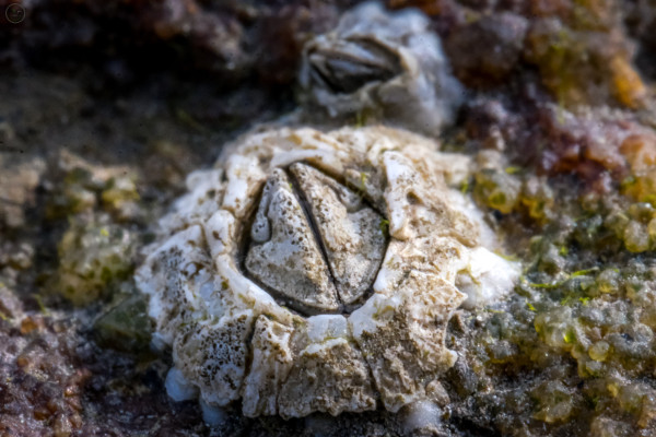 Macro shot of baby barnacles on a rock