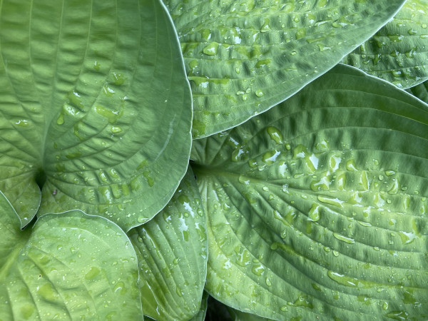 Closeup of parts of green hosta leaves. They are spade shaped and they have curving lines from the base to the top, and between the lines they have the puckered texture of a washed hand-quilted blanket 