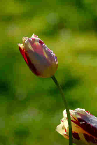 2 regennasse Tulpenblüten, Hintergrund grün, verschwommen 
