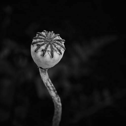 Eine Nahaufnahme von einer verblühten Mohnblume. Das Foto ist in Schwarzweiß.