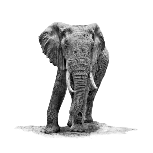 A black and white minimalism edit of an elephant slightly leaning. Here you see just the elephants beauty, the wrinkles in his skin and his two beautiful tusks. As photographed in Amboseli, Kenya.