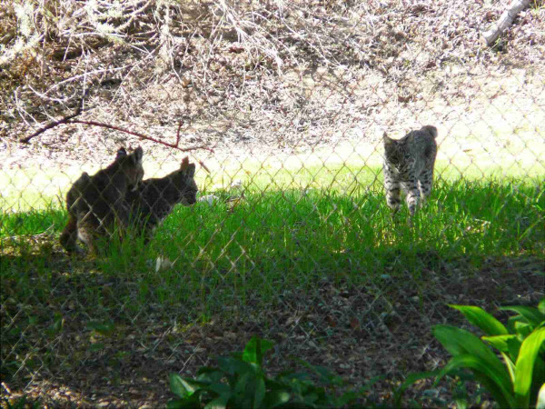 Viewed through a chain link fence, three young bobcats are seen in the grass, one looking toward the viewer, the other two scanning the ground for delicious lizards, or gophers, perhaps.