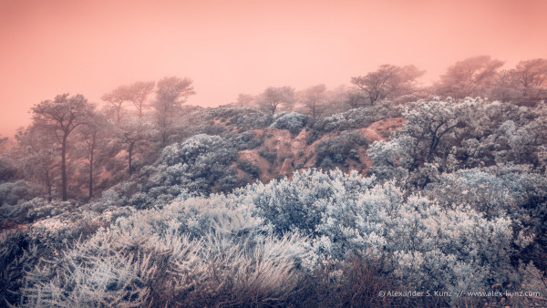 A false-color infrared photo of a coastal landscape in southern California in fog, with coastal sage scrub shrubs in the foreground and rare Torrey Pines trees disappearing into the fog.