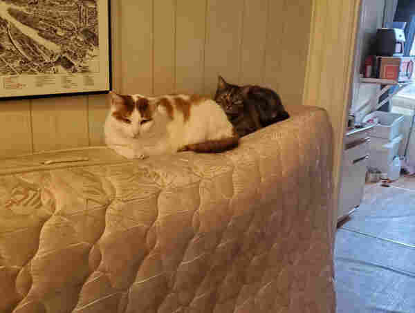 Two cats are lying on a mattress in its side in the hallway