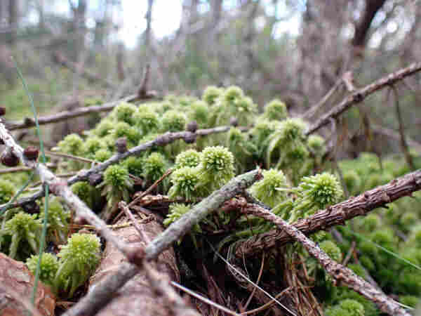 Five-ranked Bogmoss. Sticky up green moss between fallen branches.