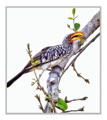 This is an artistic photo edit of a beautiful yellow billed hornbill bird sitting on a small branch. The edit is minimalistic highlighting just the colourful bird against a white background. As photographed in the Moremi Game Reserve, Botswana 