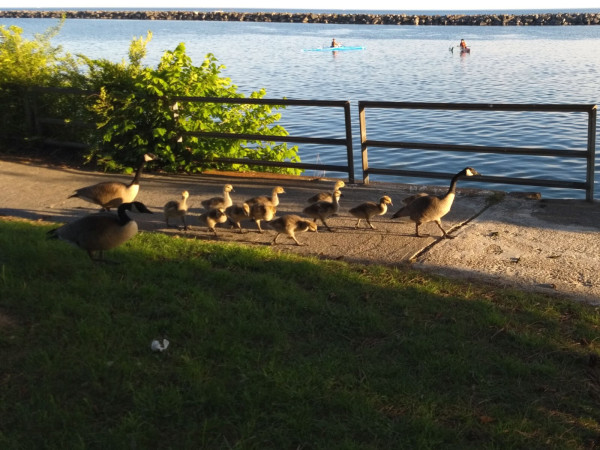 Three adult Canada geese herding about a dozen mid-sized fluffy goslings along a concrete walkway by the lake at golden hour. 