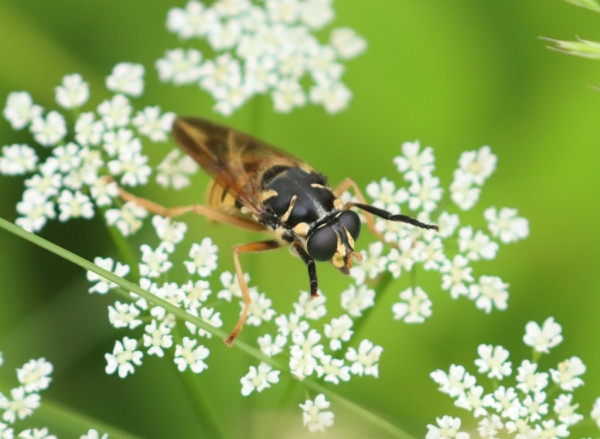 A hoverfly species, Temnostoma vespiforme, on Ground Elder flowers against a green blurry background.

The yellow and black hoverfly with brown wings looks quite a bit like a wasp, but the head is typical for a fly. 