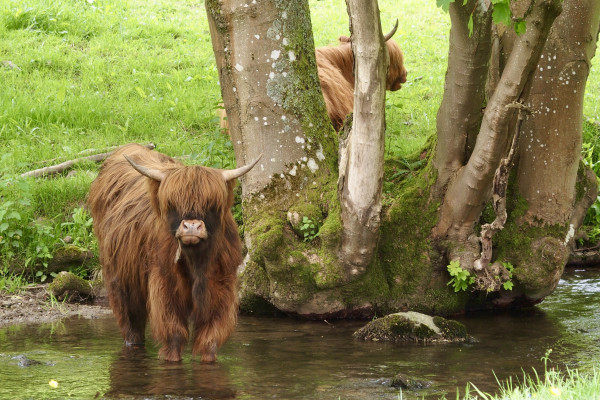 Two calves, one partially hidden behind tree with multiple trunks by streams edge. The other, chestnut coloured and hairy, standing in the foreground and facing, ankle deep in the stream, looking directly at camera while chewing a piece of long grass. Field rising beyond. Edge of riverbank on foreground showing numerous wild flowers