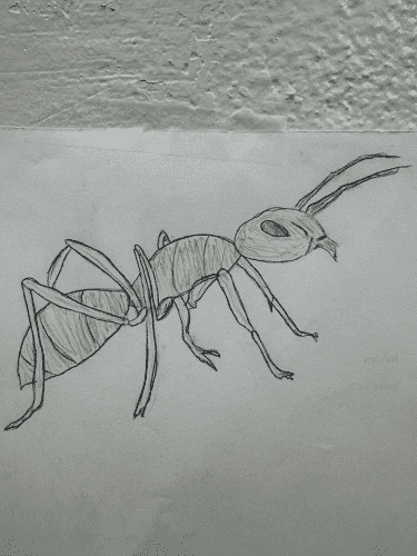 A realistic drawing of an ant. 