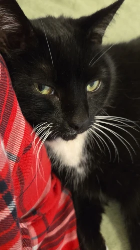 A mostly black cat with white whiskers, yellowish-green eyes, and a patch of white on his chest leans up against an arm covered by a red and black plaid sleeve.