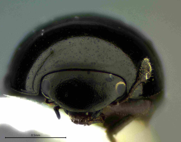 Front view of the head and prothorax of a small black point-mounted beetle.