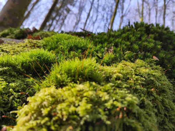Close-up of different moss species, thriving and growing on a large boulder. Out of focus, in the background: high tree trunks against a cloudless sky.