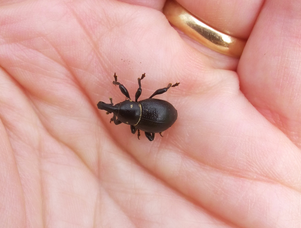 A human hand cradling a fairly large (15mm) weevil. The weevil is robust, shiny black with pockmarks, has somewhat swollen thighs on all 6 legs, and a medium-length, fairly thick rostrum. Most notably, the throax-abdomen join has a ring of sort of golden scales, and there is a golden patch of scales on either side of the thorax too, making it look like it is trying out a new make-up look.