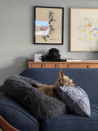 A terrier mix lies in a floofy cushion with his head propped up on a pillow. His ears are straight up, and eyes wide open as he looks off screen.