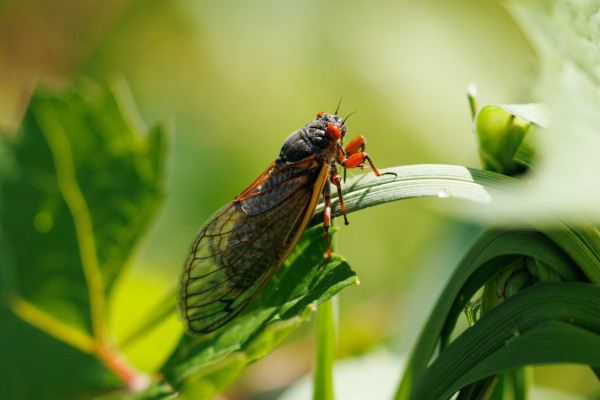 a black and orange periodical cicada standing between a green blade of grass and a green leaf. they have bright red eyes, a black body, orange and clear wings, orange legs, and two tiny little black antennae 