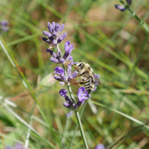 A closeup photo of a leafcutter or a miner bee feeding on lavender flowers. The bees left side is towards the camera, it is facing upward and slightly to the left. It is a light yellow and black striped furry bee. It's legs are not furry but have some hairs.