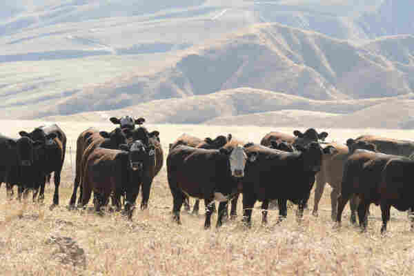 A herd of cattle standing in a field with rolling hills in the background.