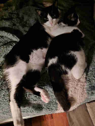 A large black and white tuxedo cat named Mr Minx hugging another black and white tuxedo cat named Penguin. They are laying on a tan and green blanket.