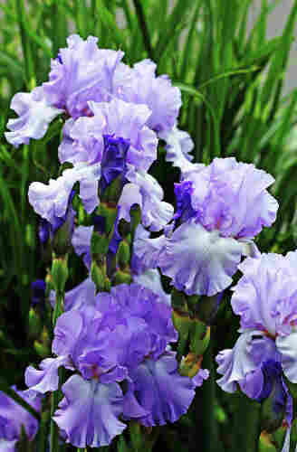 Blue Orchid Iris flowers with buds and green spotted tall grass in background in vertical