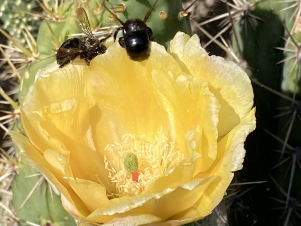 A close-up of a bright yellow cactus flower with a couple of black carpenter bees (like black bumblebees) in the petals. 