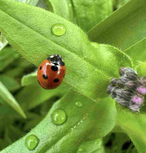 A Ladybird on some green leaves with a number of raindrops visible. I think this is the first Ladybird I have seen this year