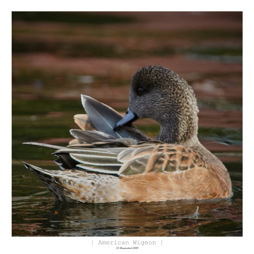 American Wigeon preening its feathers while floating on water.