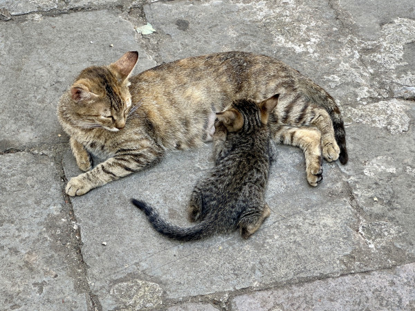 Photograph of a cat nursing her kitten on a stone floor. The kitten is a dark brown tabby while the mother is a much lighter brown tabby.