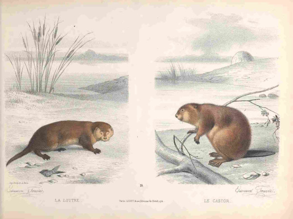 Beaver illustration, from the source cited above