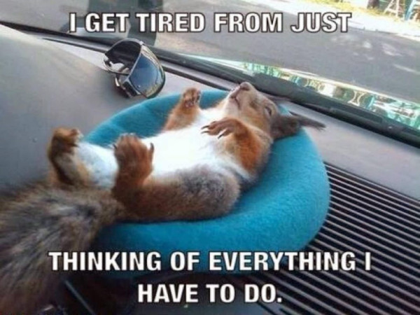 Picture a squirrel laying back on a blue beret on the dashboard of a car, exhausted. The caption reads: “I Tired from just thinking if everything I have to do”